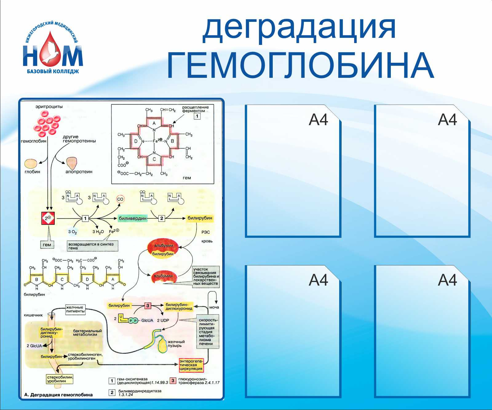 Деградация гемоглобинав Новом Уренгое