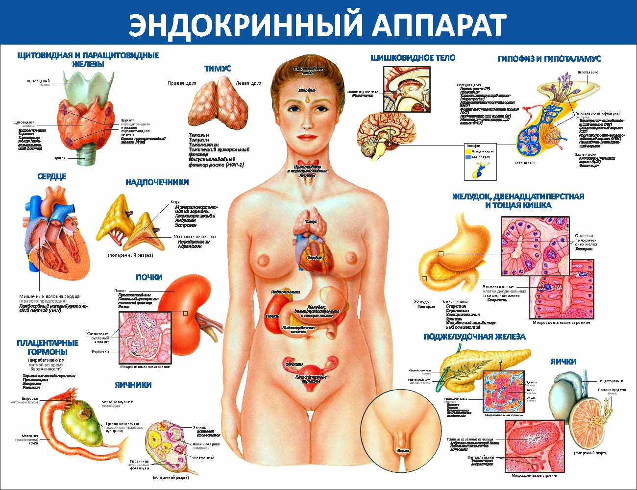 Эндокринный аппаратНовый Уренгой